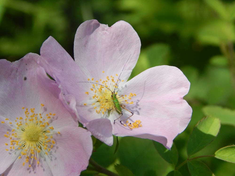 a close up of a flower