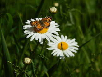 a butterfly on a flower