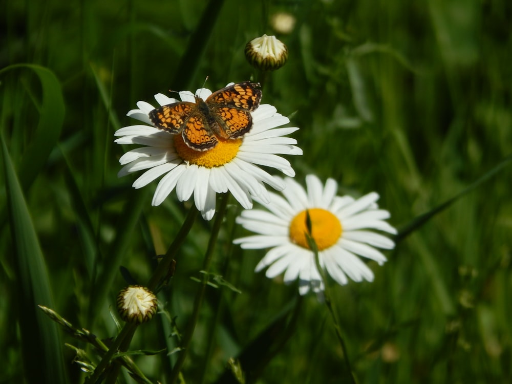 a butterfly on a flower