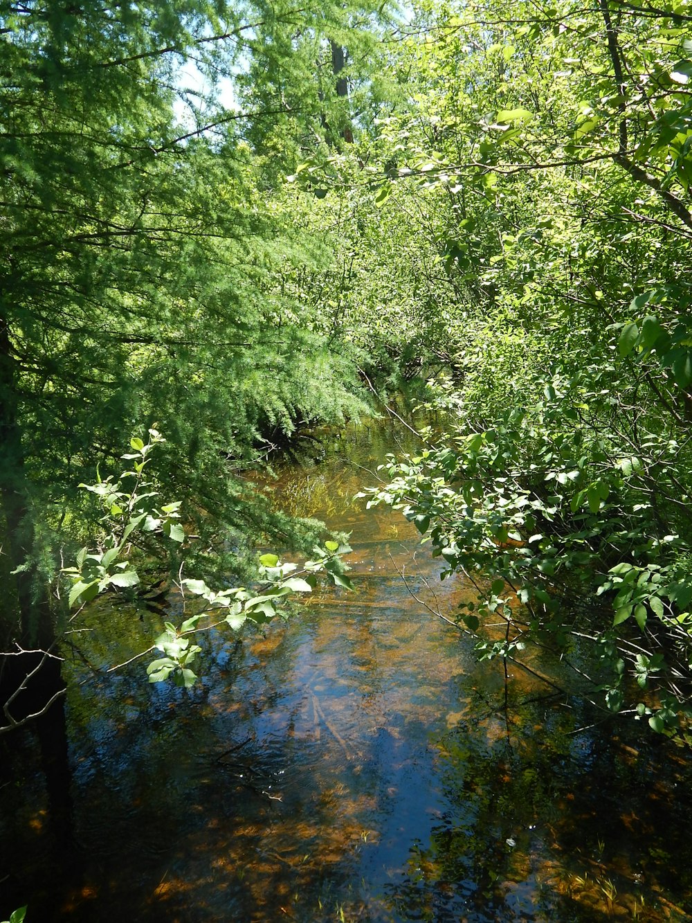 a river with trees on the side