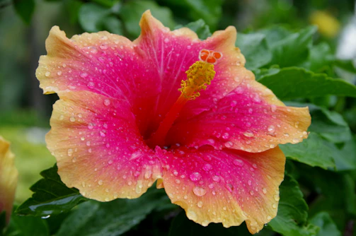 a pink flower with water droplets on it