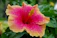 a pink flower with water droplets on it