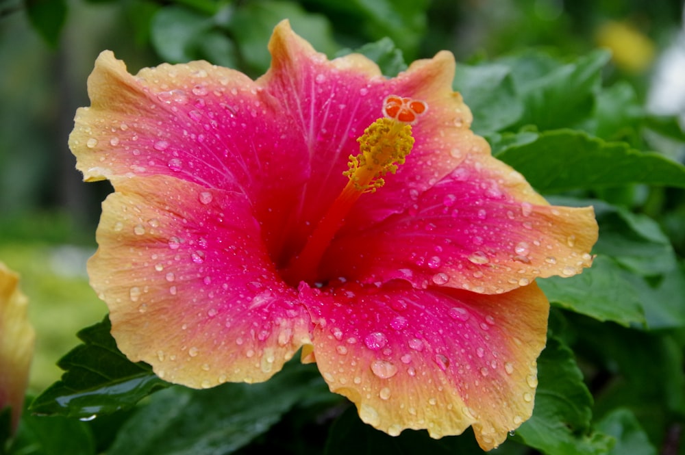 a pink flower with water droplets on it