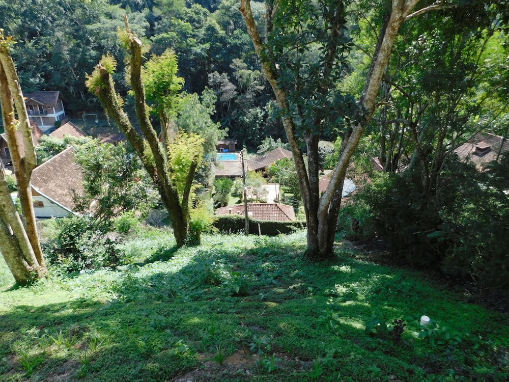 a group of trees and houses