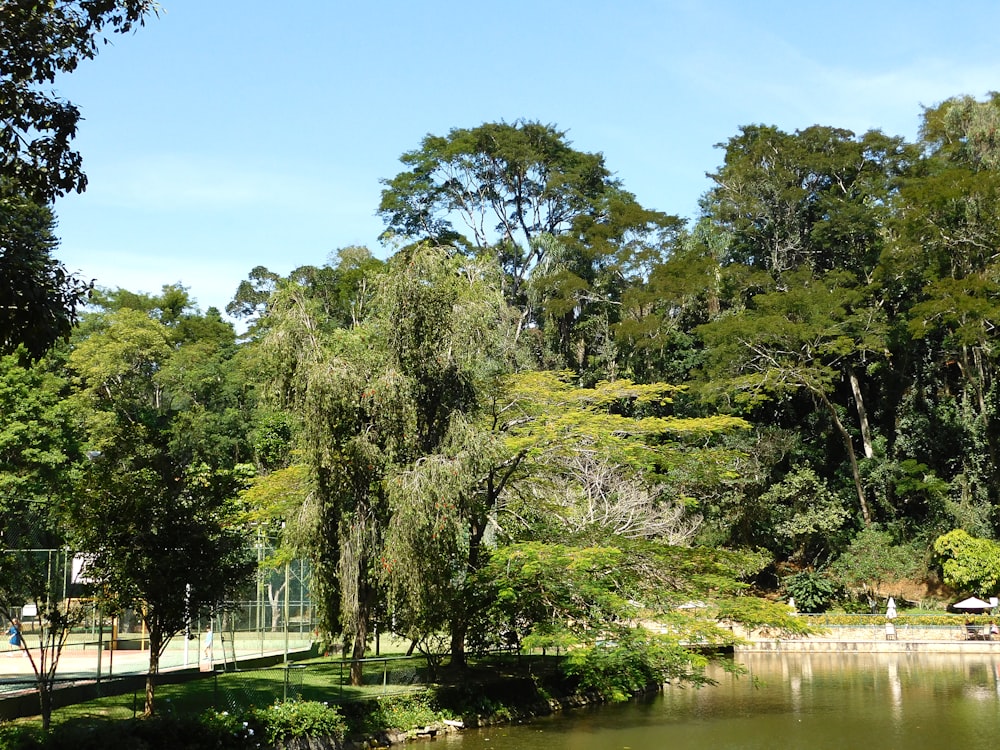 a body of water with trees around it