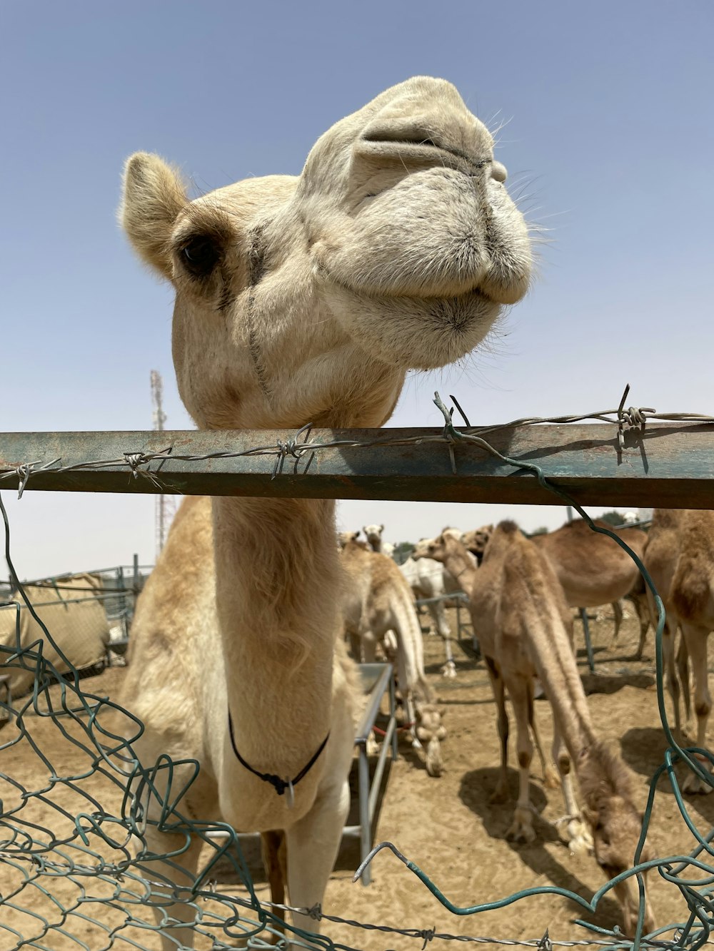 a camel with a fence around it