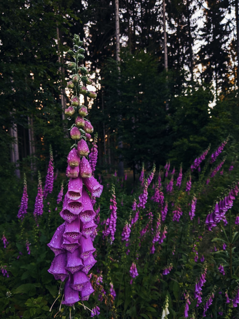 a purple flower bush