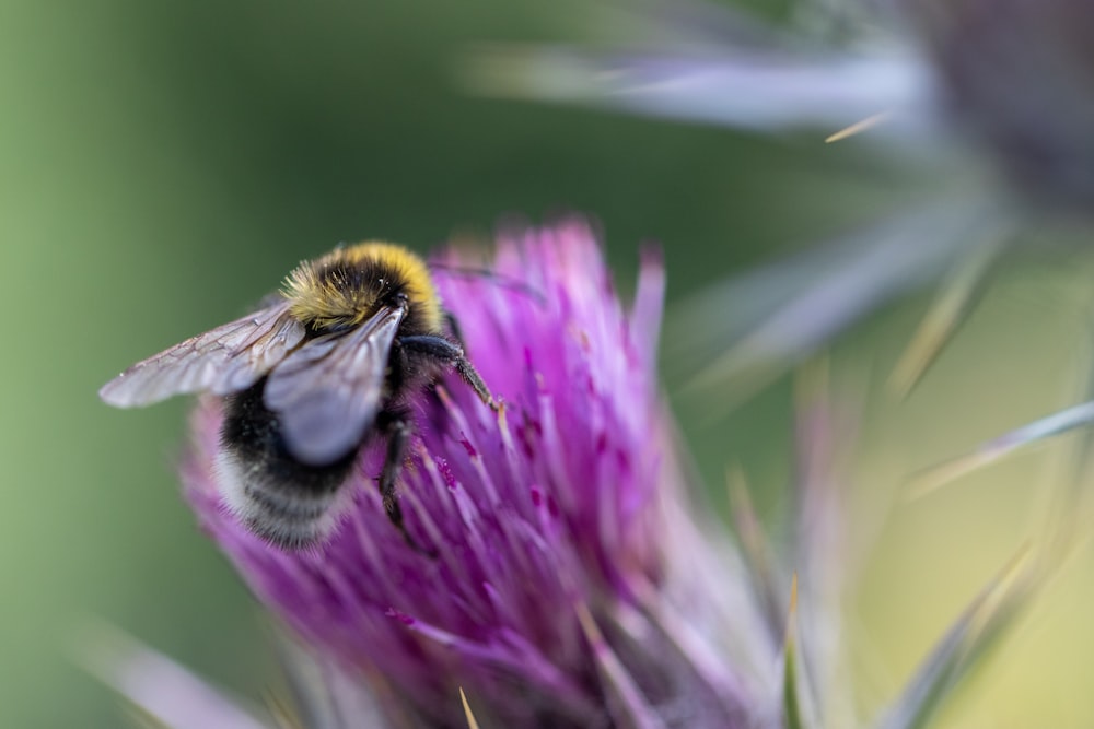 a bee on a purple flower