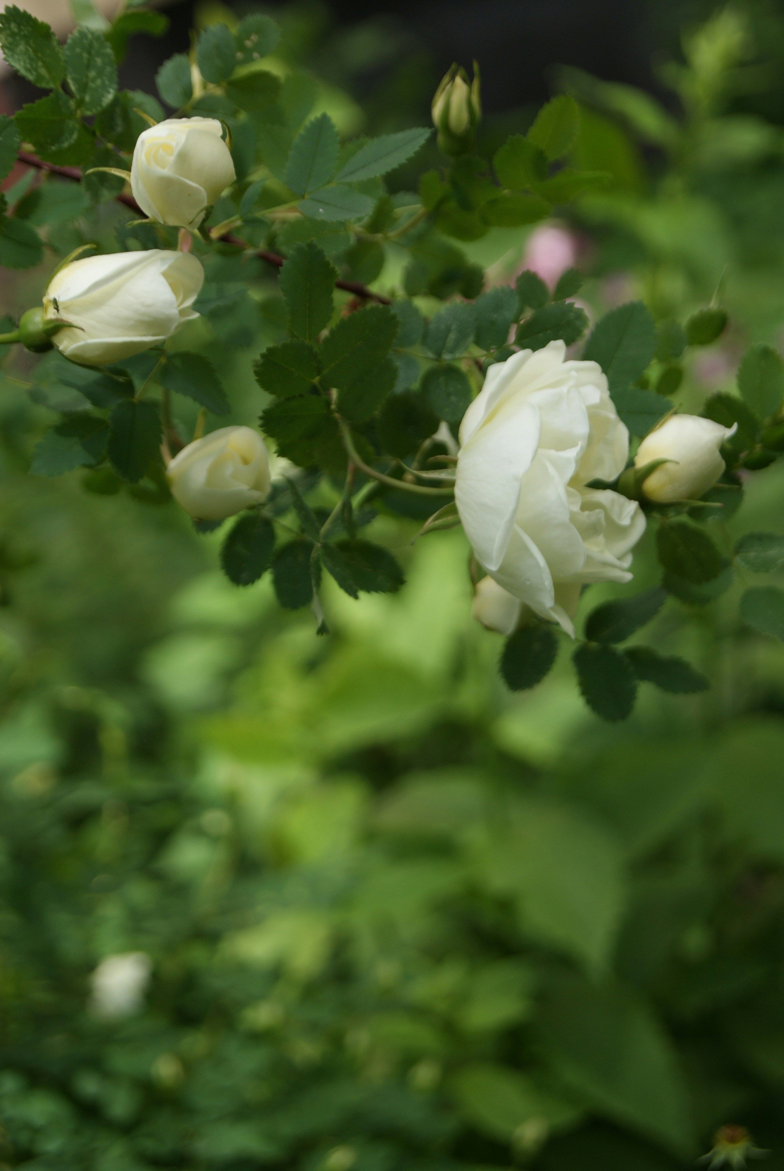 Photo by elenapak