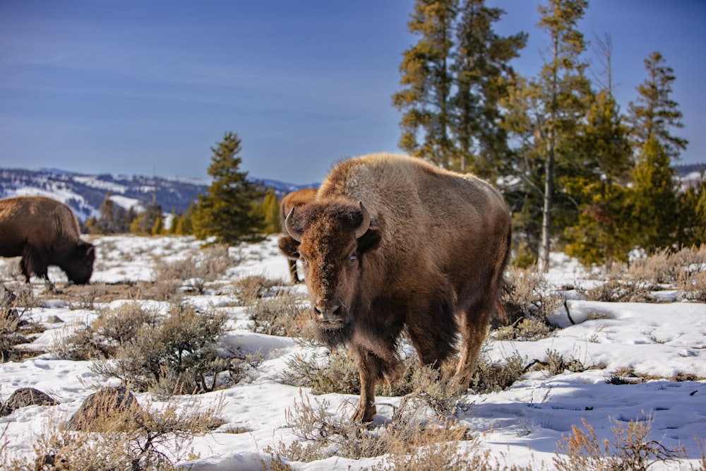 a group of buffalo in a snowy field