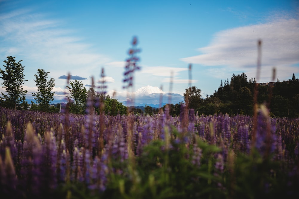 a field of flowers with trees and a mountain in the background