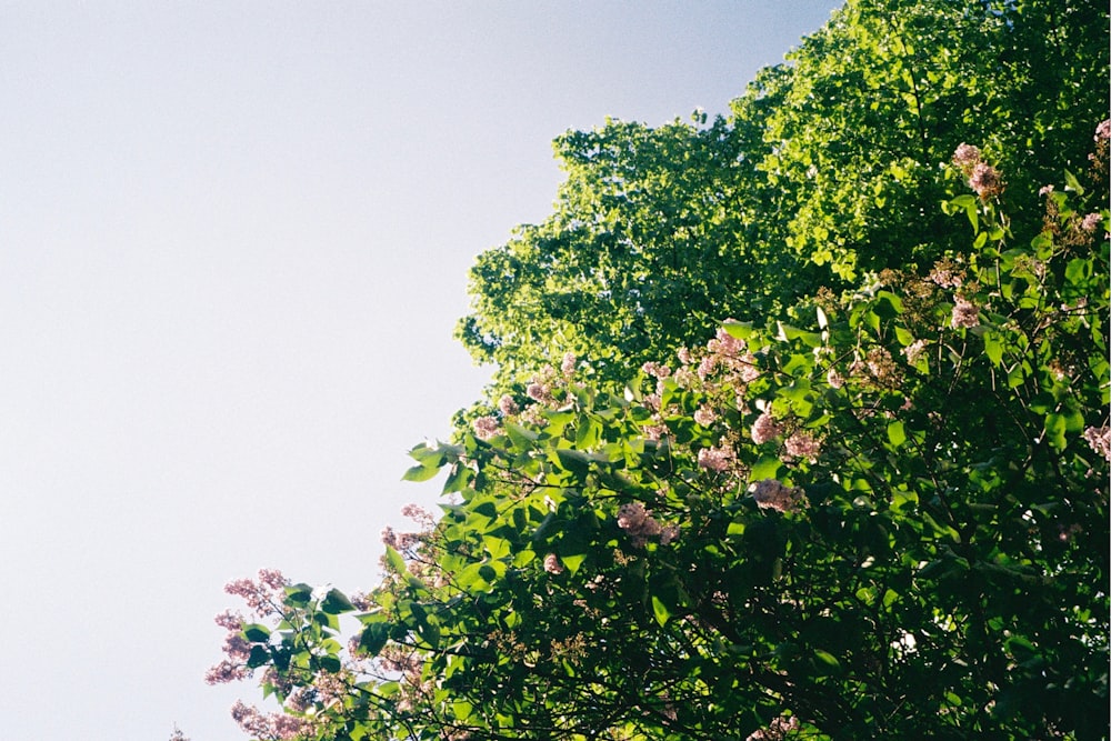 a tree with flowers