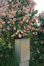 a tree with a sign on it