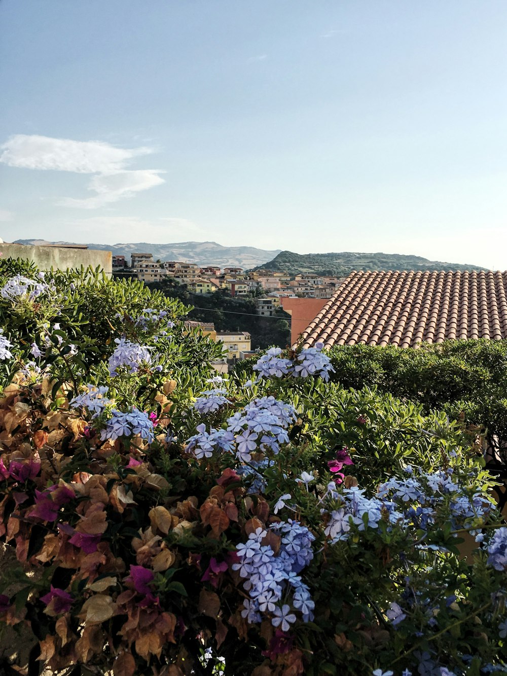 a garden with flowers and a city in the background