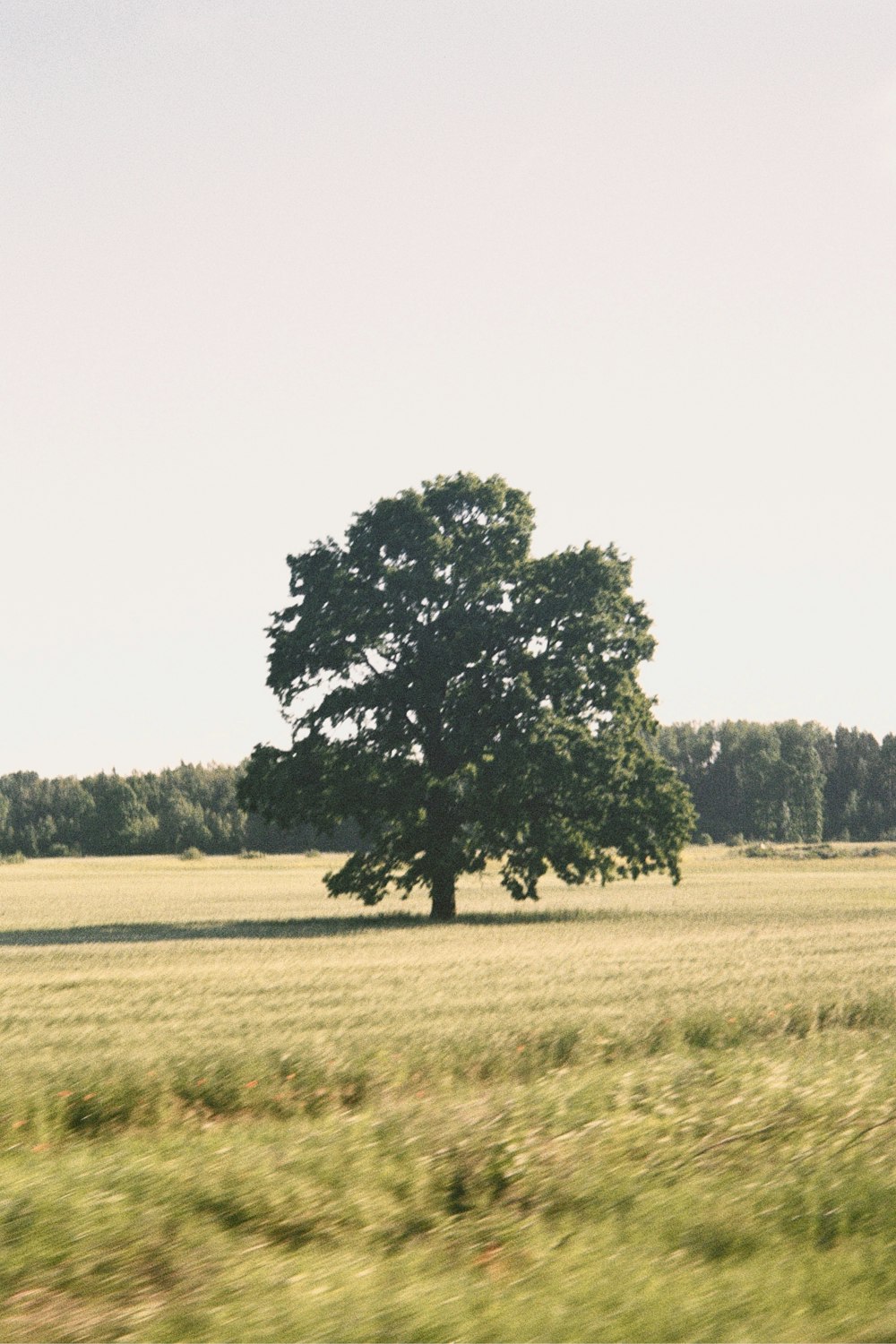 a tree in a field