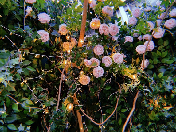 Pink roses are intertwined with green foliage, illuminated by small, warm white string lights that create a cozy ambiance amidst the natural setting.