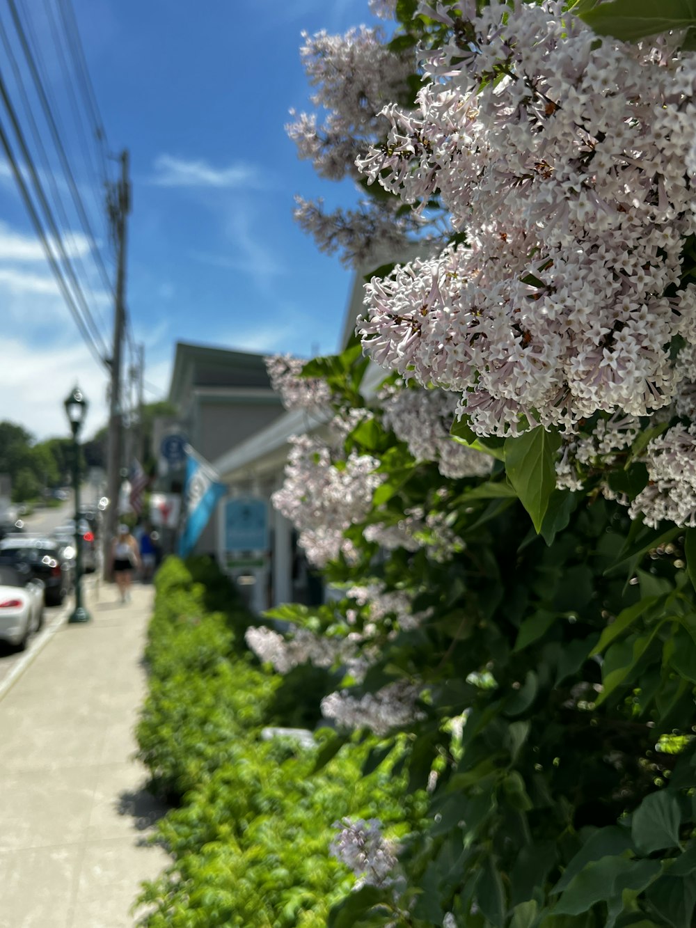 a tree with white flowers