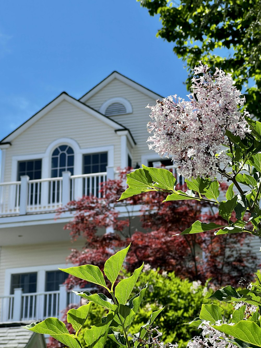 a tree with pink flowers in front of a white building