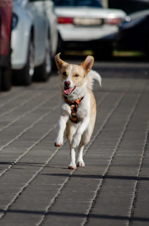 A happy dog running through a park, showing off a vibrant custom-made collar with playful patterns