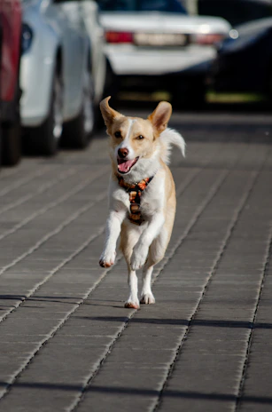 A happy dog running through a park, showing off a vibrant custom-made collar with playful patterns