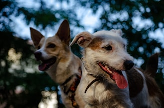 A happy dog and cat enjoying fresh homemade treats together outdoors.
