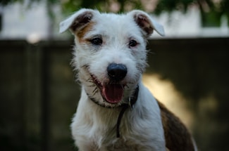 A friendly dog with a contact form in the background.