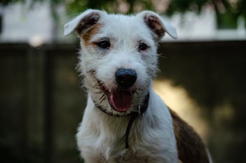 A friendly dog with a contact form in the background.