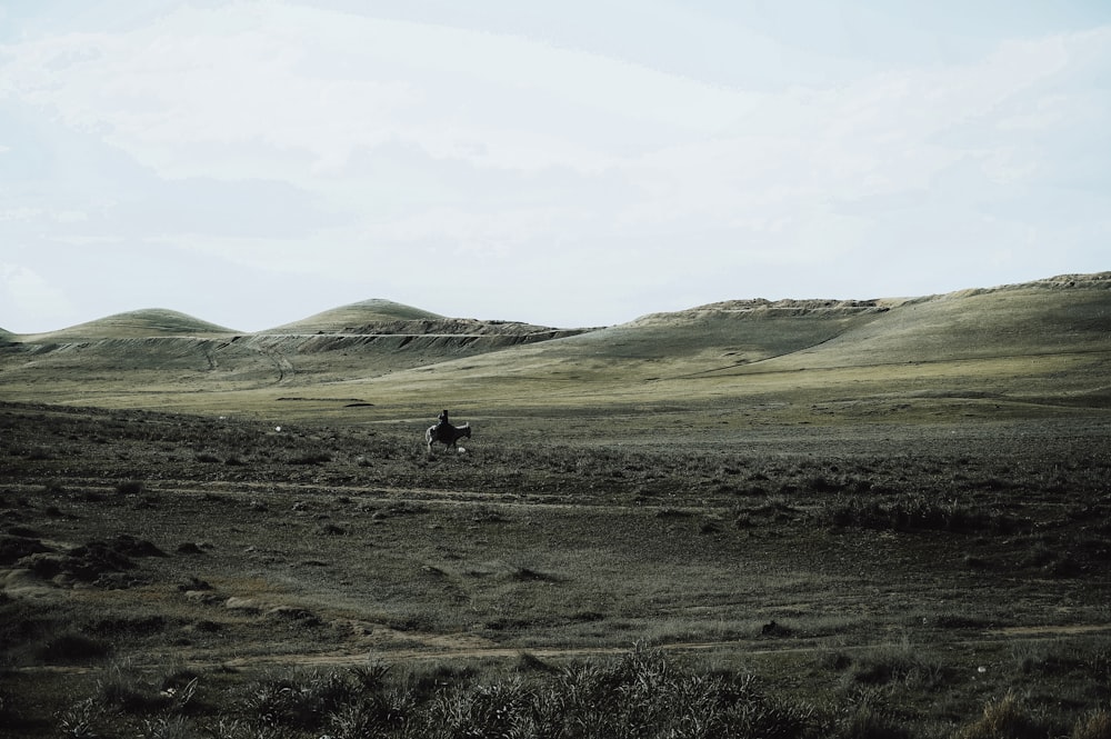 a person riding a horse in a field