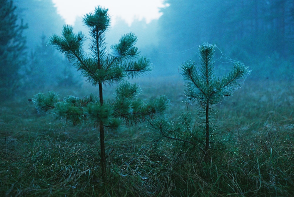 a group of trees in a field