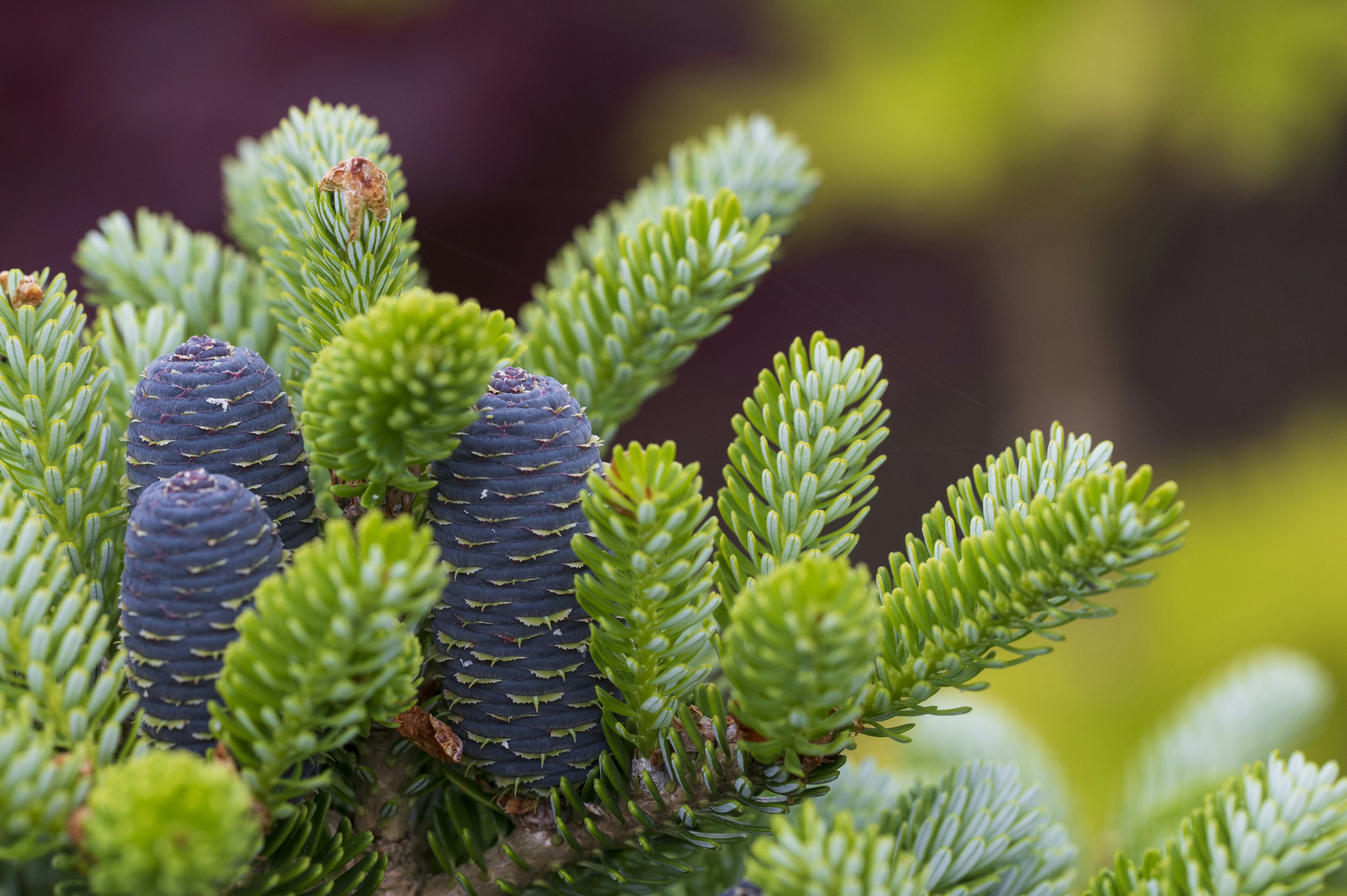 Photo by sommarvinden