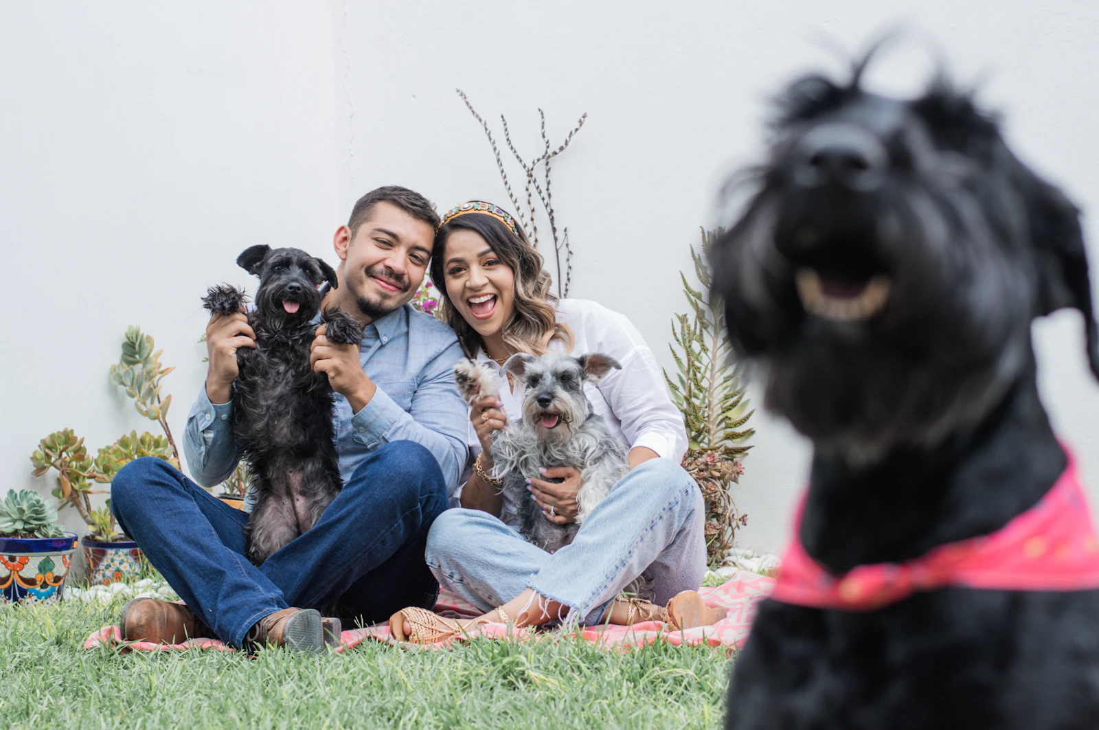 A group of people sitting together on a grassy lawn with their dogs on a bright day