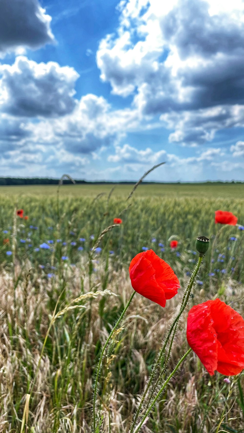 a field of flowers