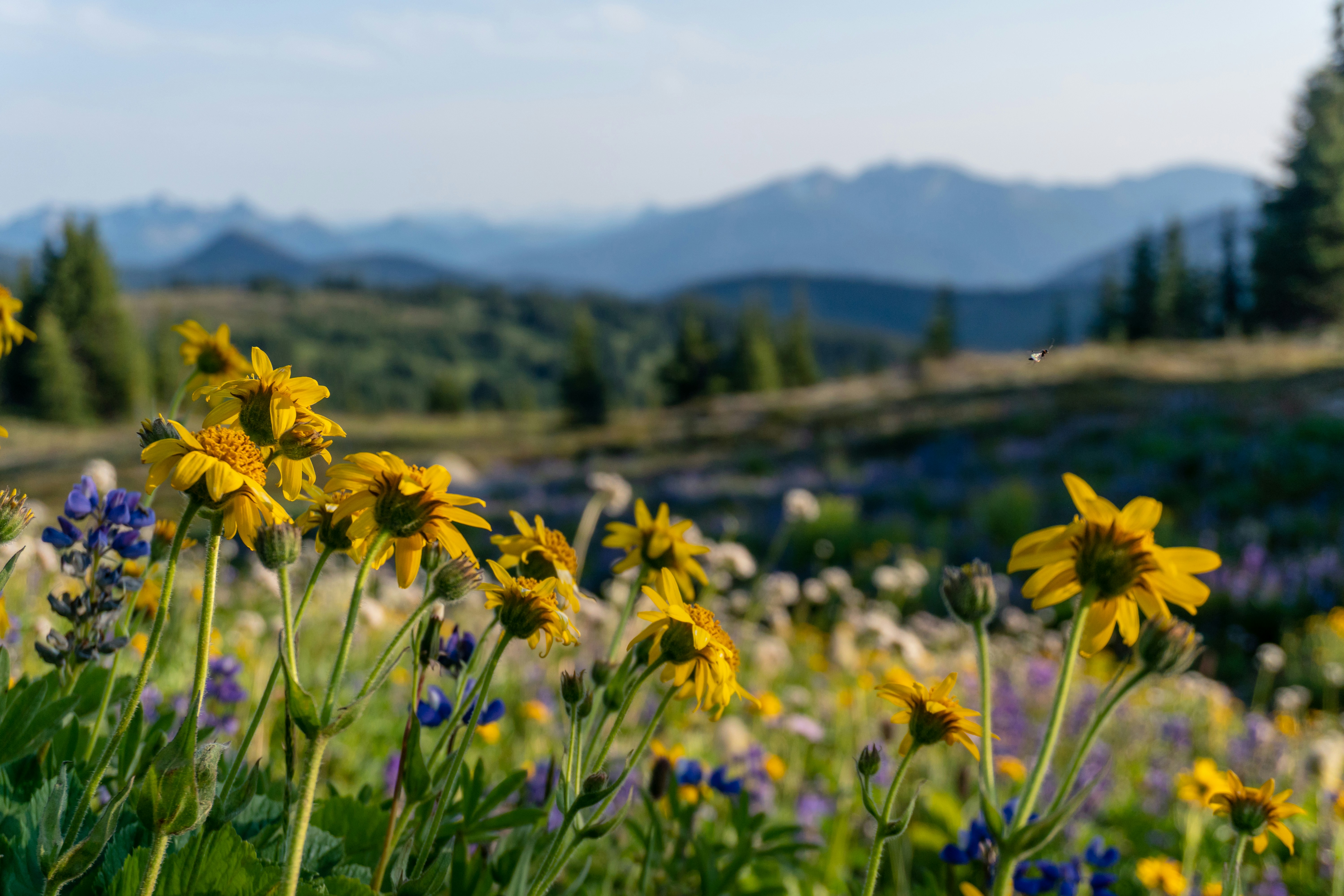 A field of flowers photo – Free Manning park Image on Unsplash