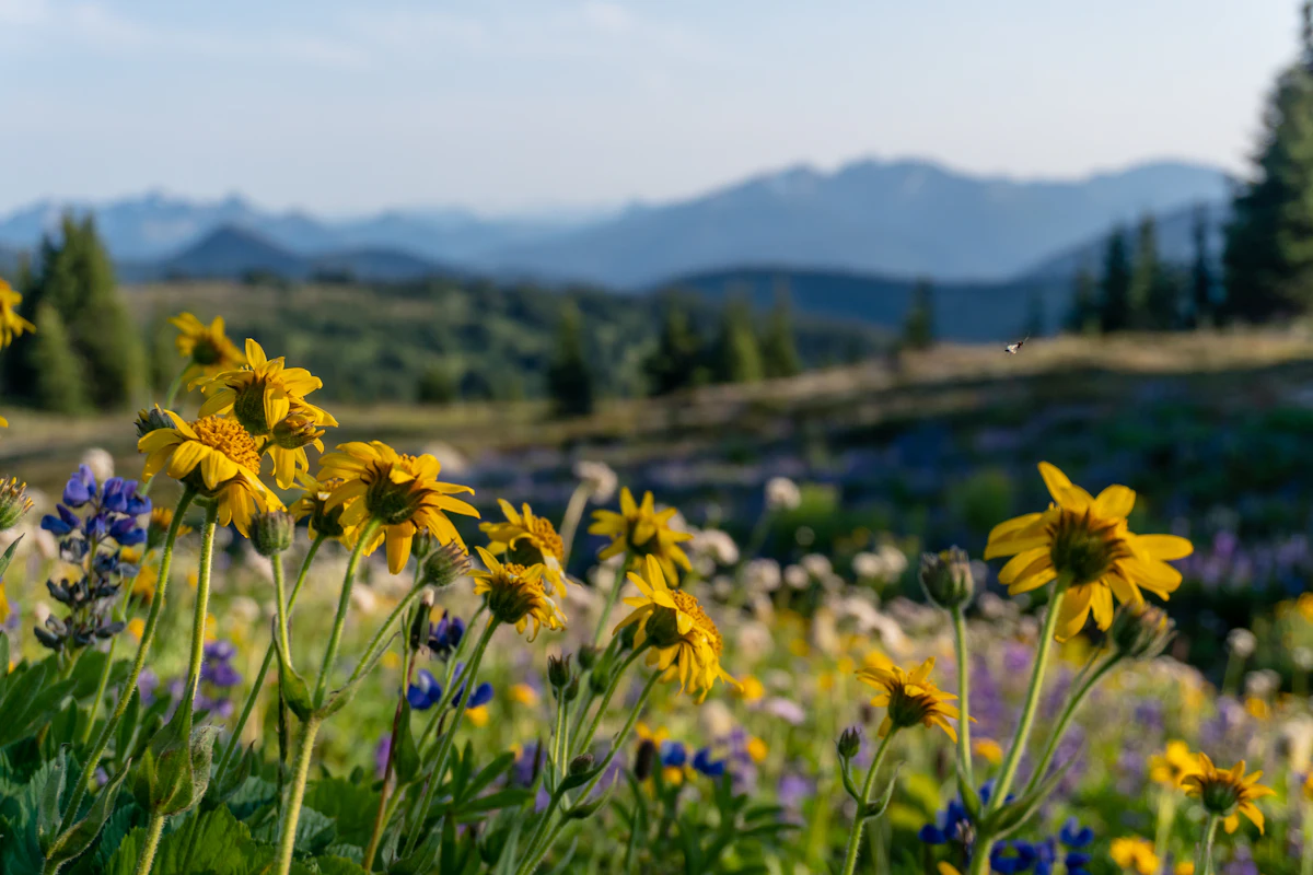 Yellow and purple wildflowers in a Manning Park meadow, with blue ridges in the distance