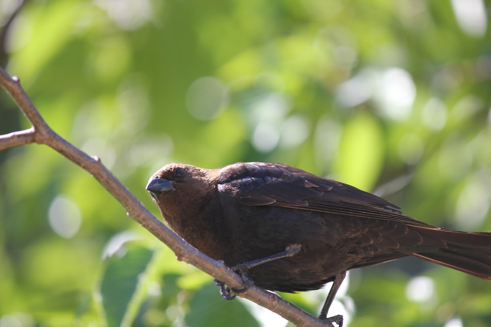 un oiseau perché sur une branche