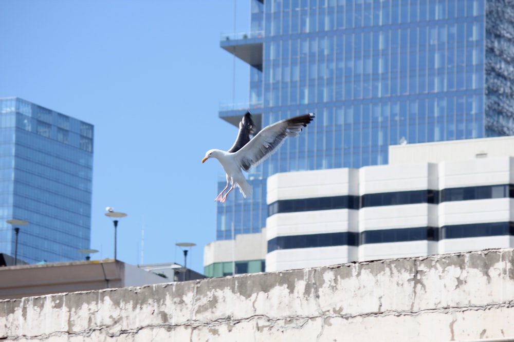 a bird flying in front of a building