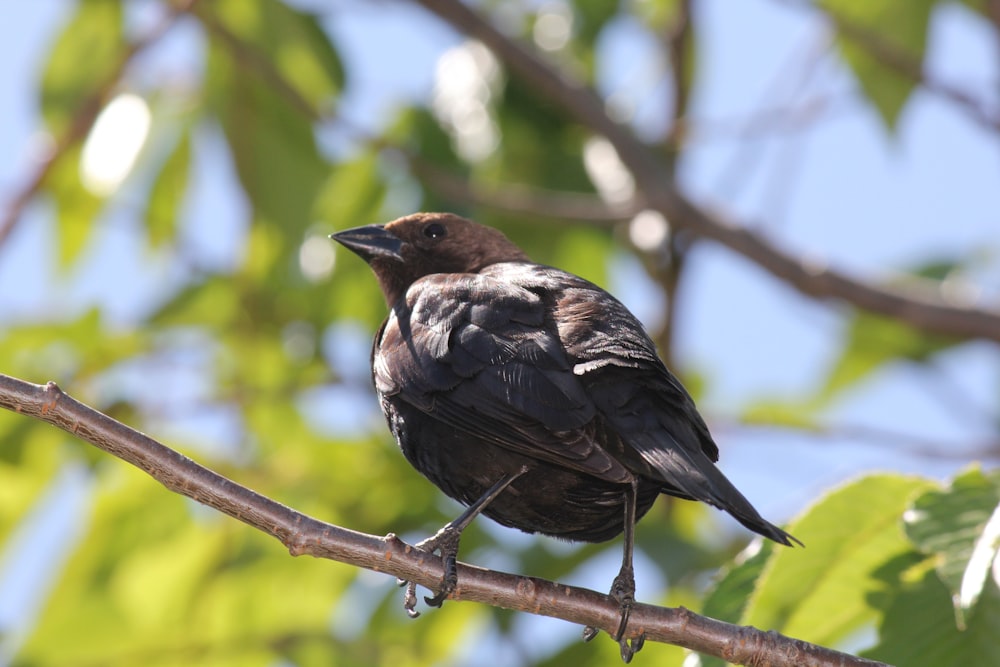 a bird perched on a branch