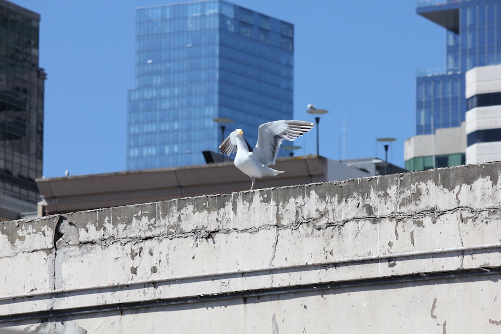 a bird flying over a building