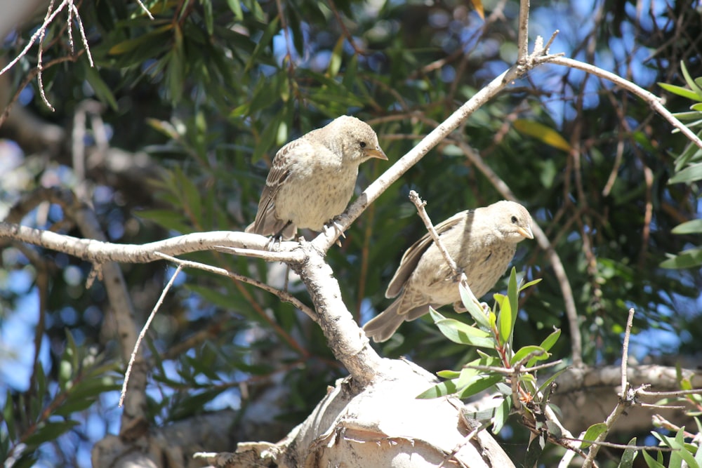 birds sitting on a tree branch