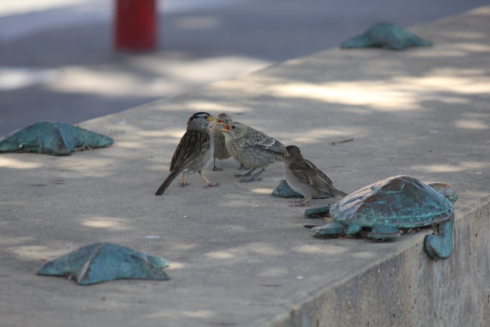 a group of birds on a concrete ledge