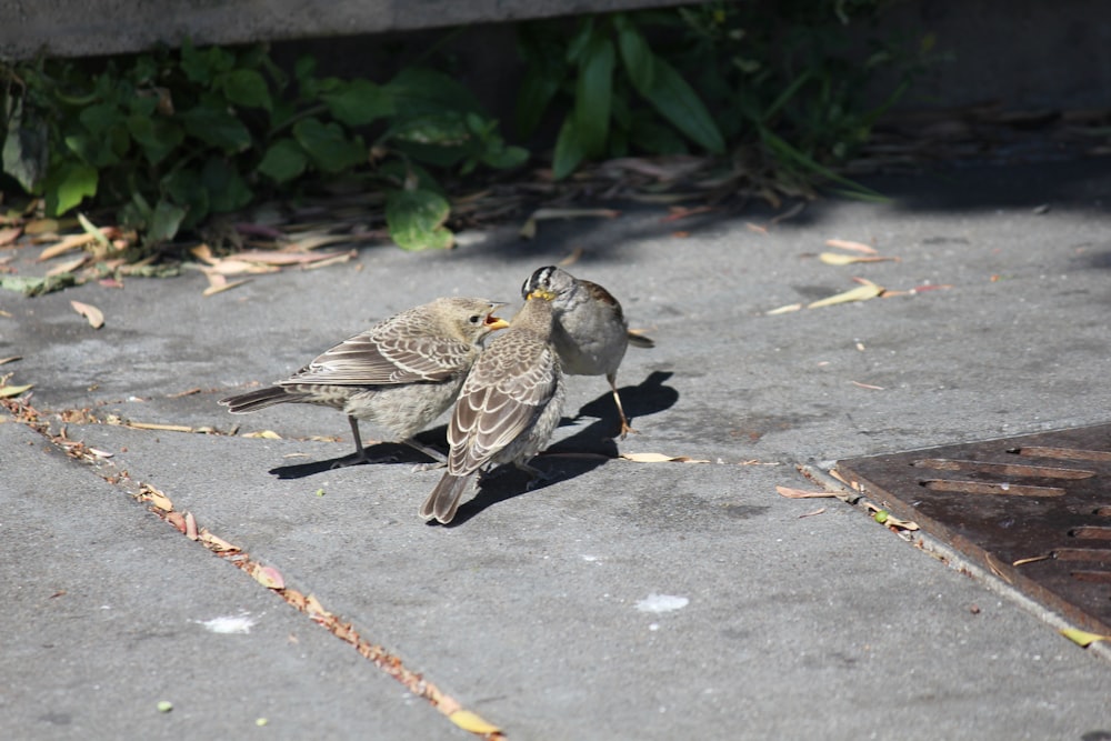 a couple of birds on a sidewalk