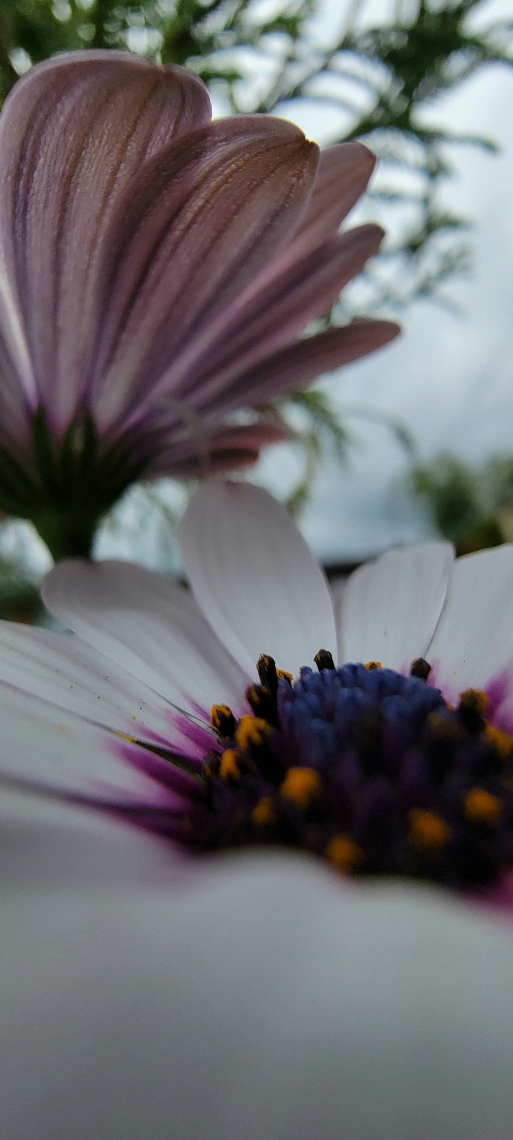 a close up of a flower
