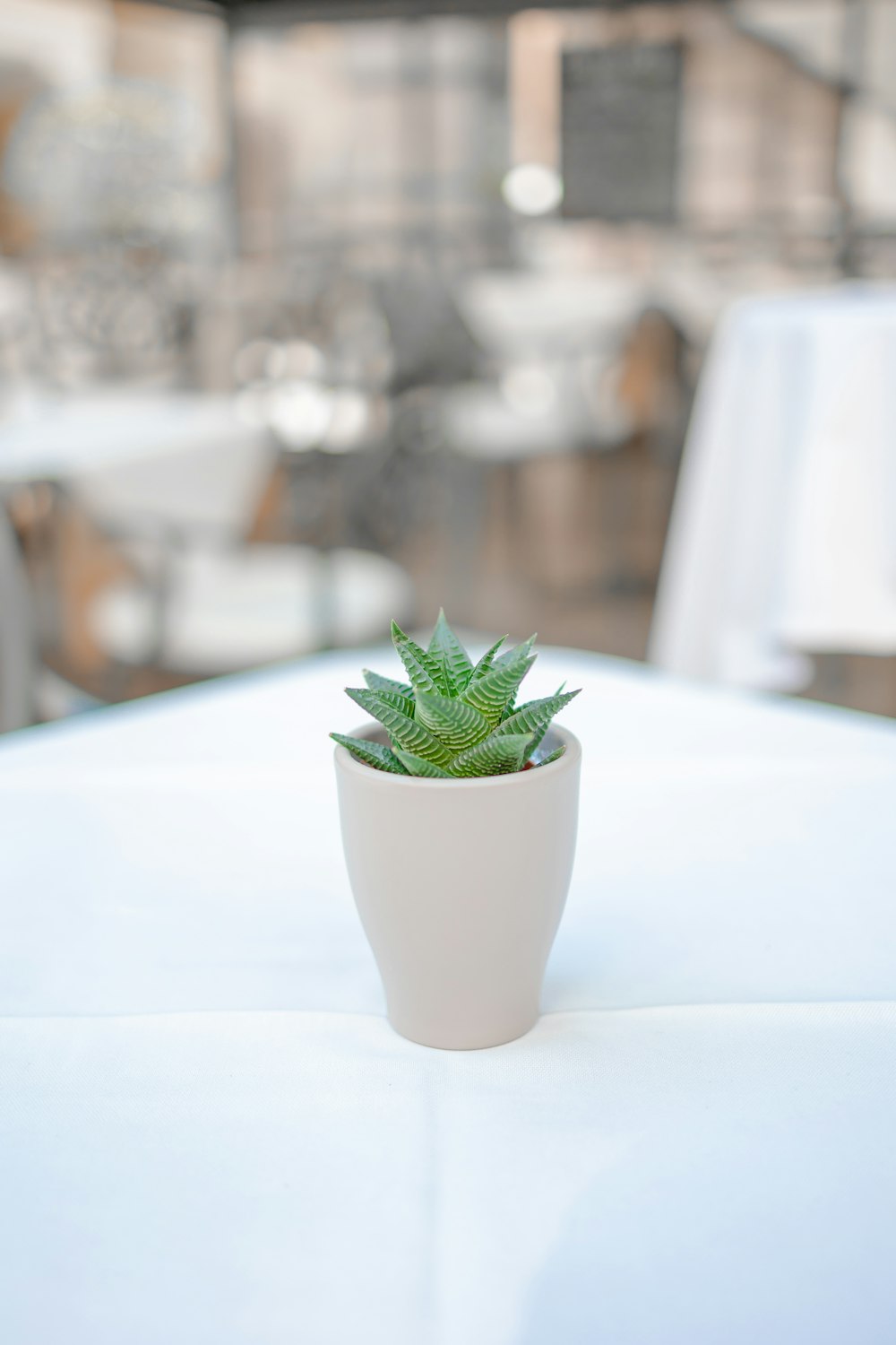 a small plant in a white cup