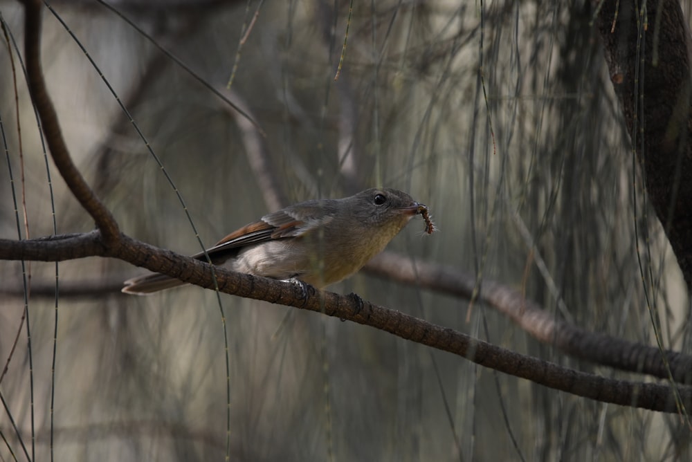 Un pájaro en una rama