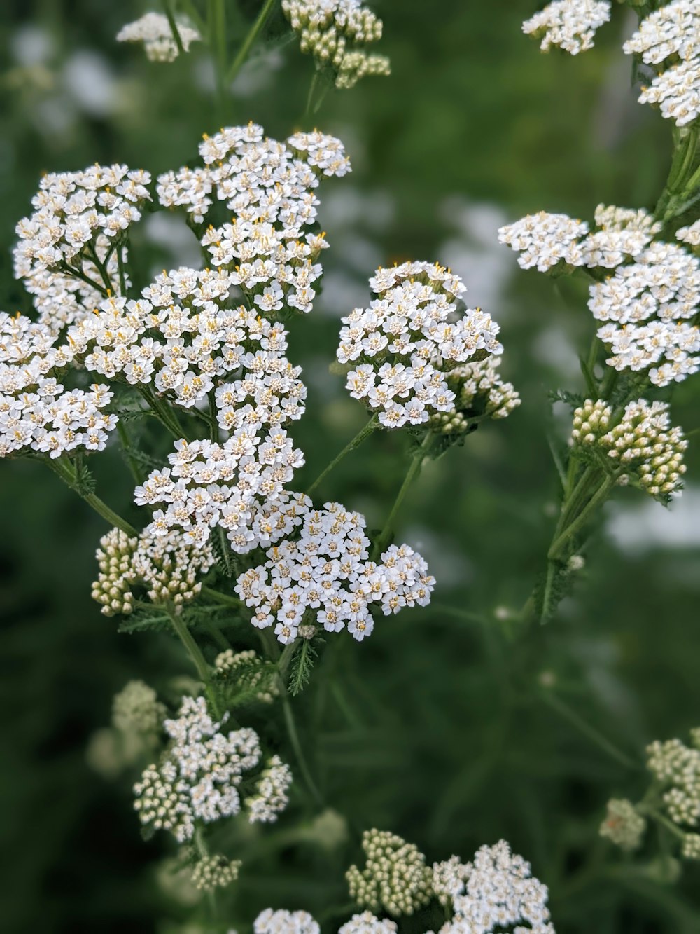 a close up of white flowers