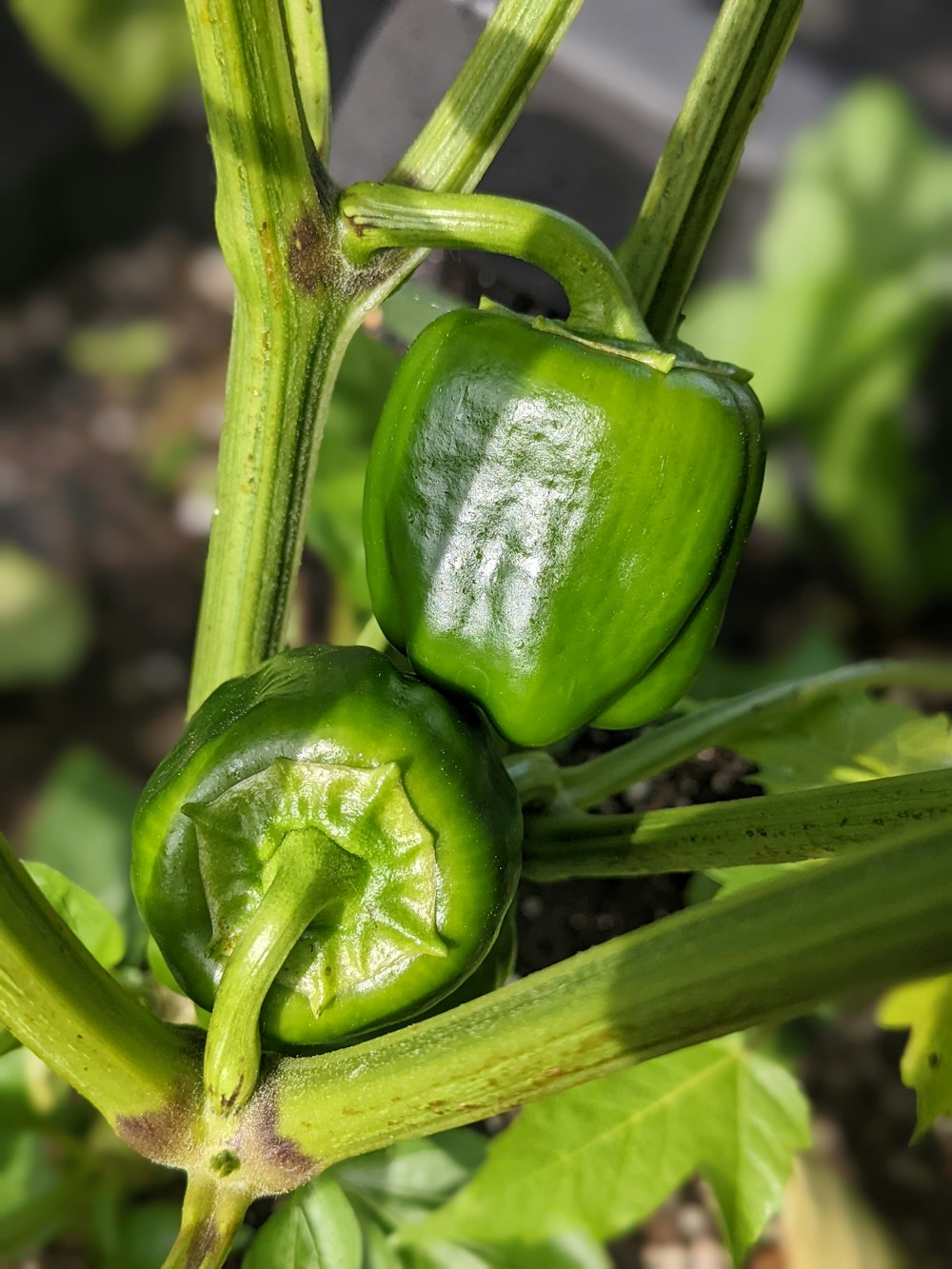 a green pepper on a plant