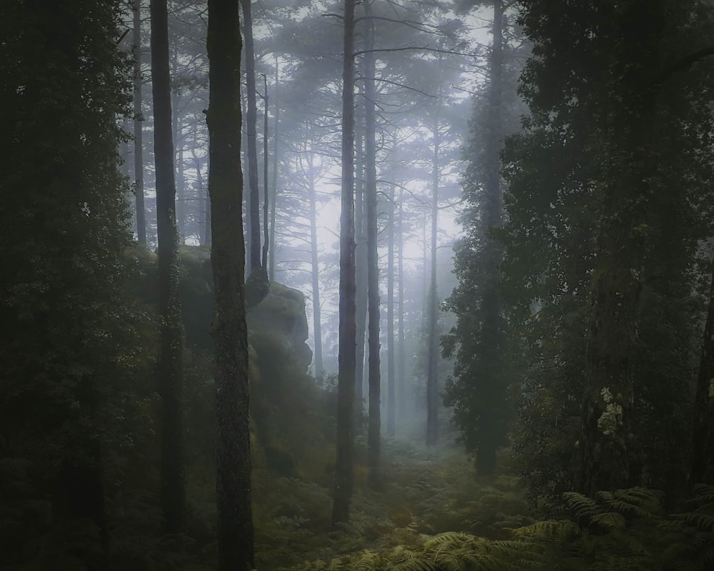 uma floresta nebulosa com árvores
