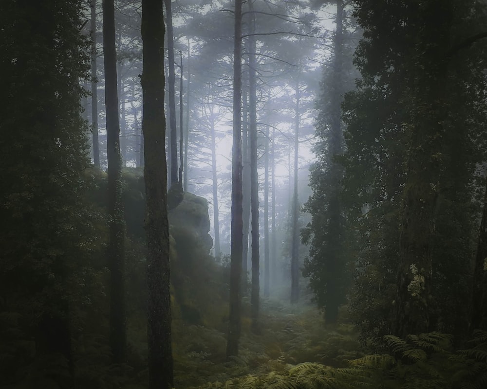 a foggy forest with trees