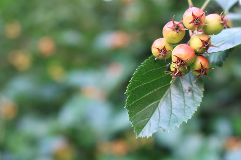 close-up of a tree branch with fruits on it