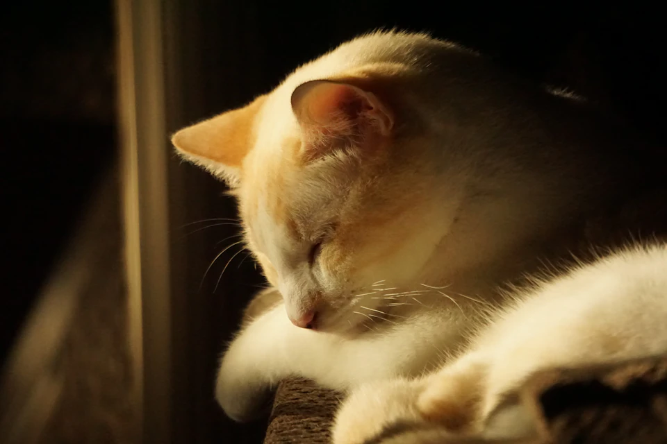 White cat lies on wooden surface, resting comfortably with head on front paws asleep